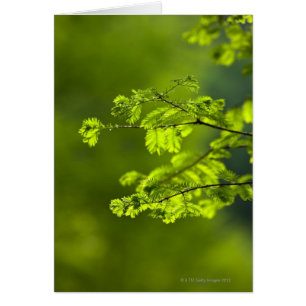 Province de Hunan, Chine, Asie