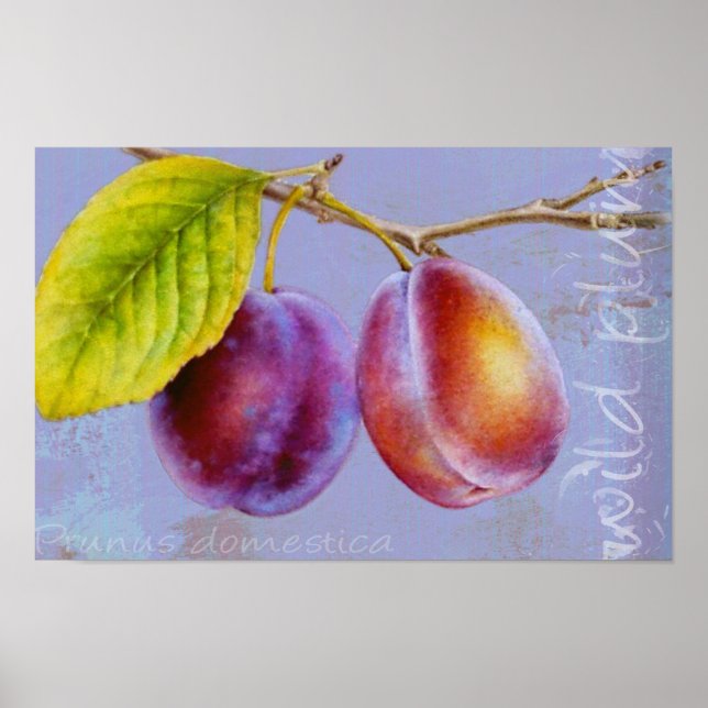Prune sauvage - Prunus domestica affiche plate imp (Devant)
