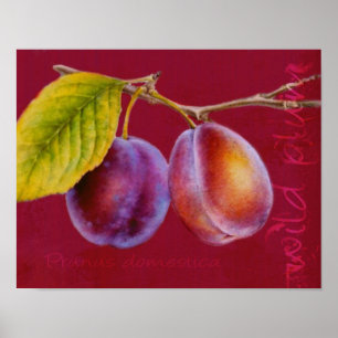 Prune sauvage - Prunus domestica affiche (rouge ri