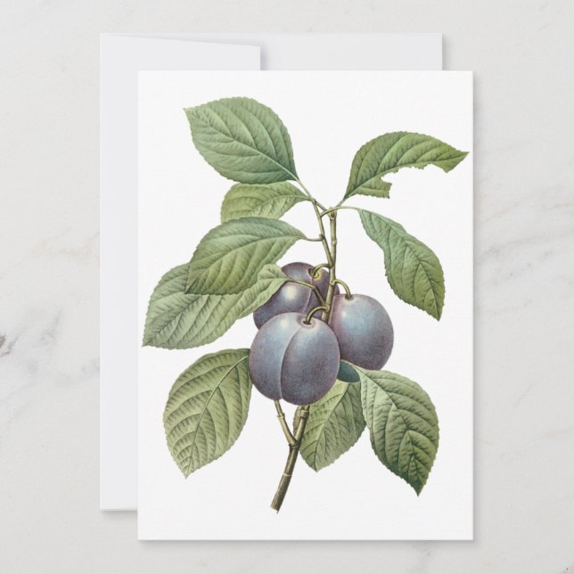 Prunes de jardin violettes par Redoute Invitation (Devant)
