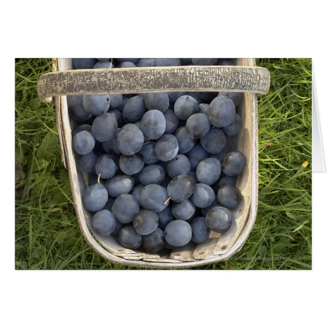 Prunus domestica, Damsons (Devant horizontal)