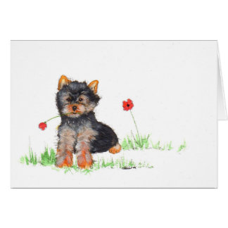 Pub de Yorkshire terrier