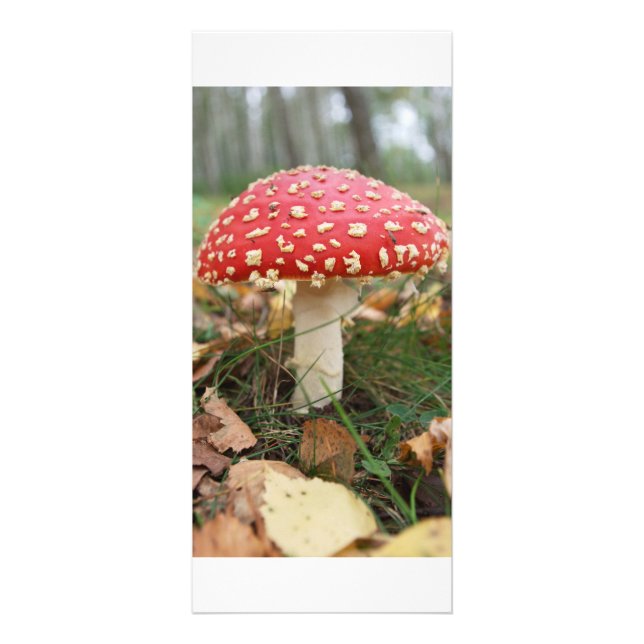 Publicitaire Carte rack Red Fly Agaric (Devant)