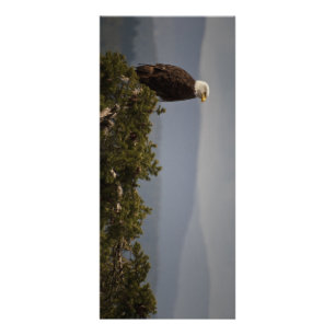 Publicitaire Eagle chauve - carte de support