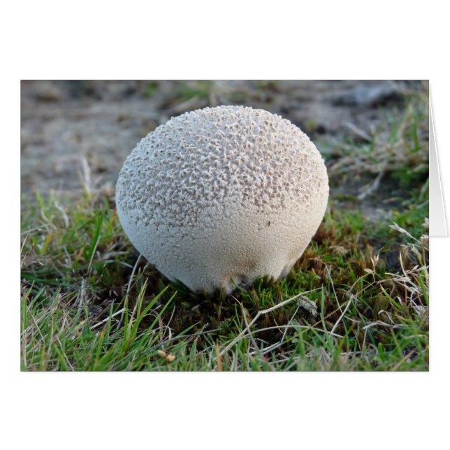 "Puffball" (Devant horizontal)