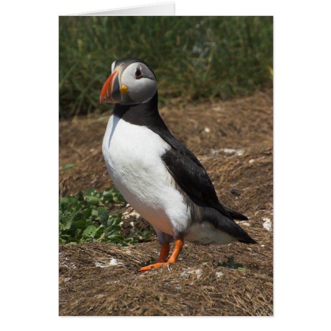 Puffin (Devant)