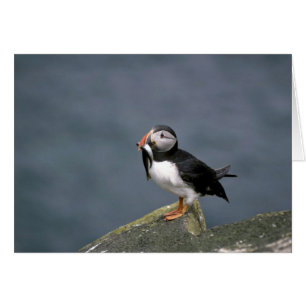 Puffin avec poisson