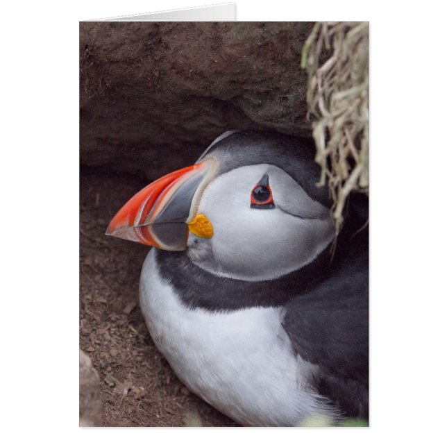 Puffin dans un bourgeon (Devant)