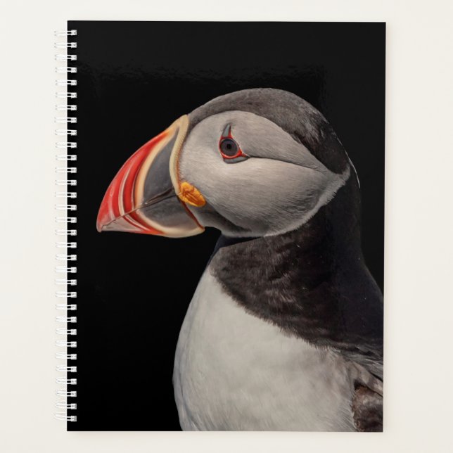 Puffin de l'Atlantique 2024 dans le Maine (Devant)