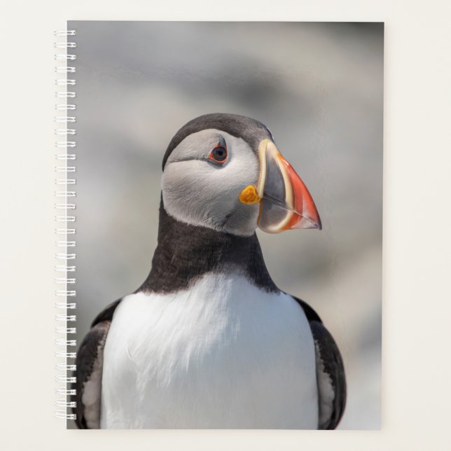 Puffin de l'Atlantique 2024 dans le Maine (Devant)
