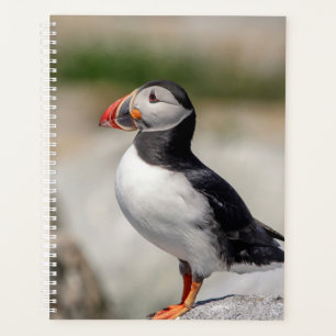 Puffin de l'Atlantique 2024 dans le Maine