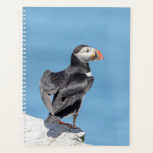 Puffin de l'Atlantique 2024 dans le Maine