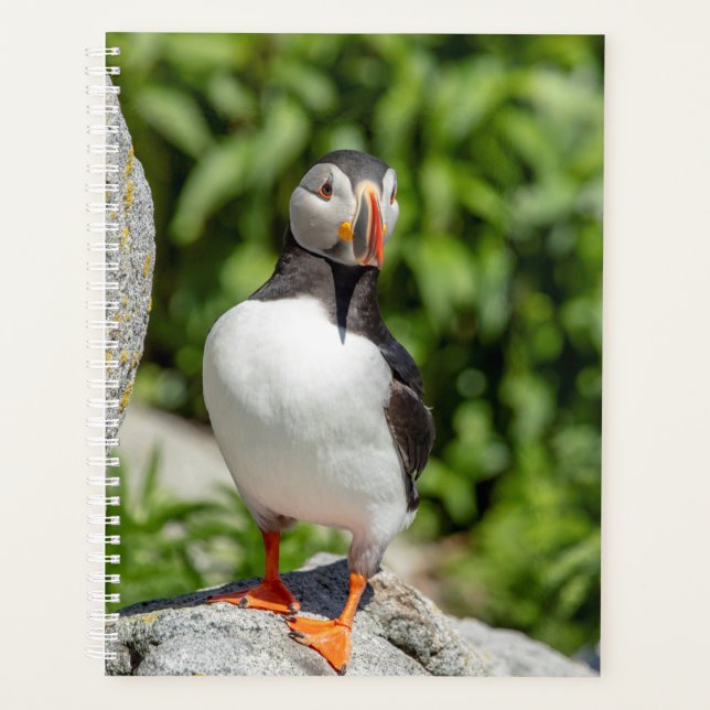 Puffin de l'Atlantique 2024 dans le Maine (Devant)