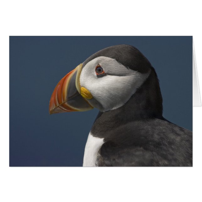 Puffin et ciel bleu (Devant horizontal)
