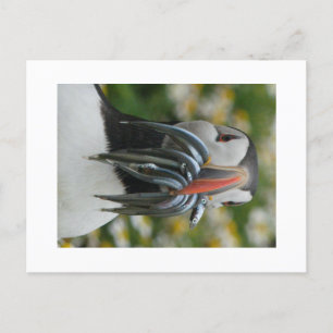 Puffin Skomer avec carte postale anguille de sable
