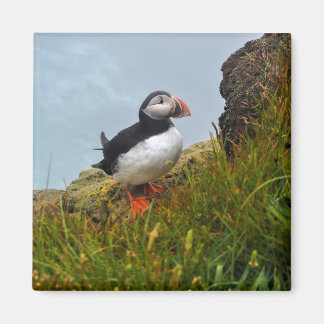 Puffin sur un aimant de frigo Cliff