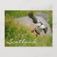 Puffin volant en Ecosse carte postale texte