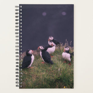 Puffins de l'Atlantique