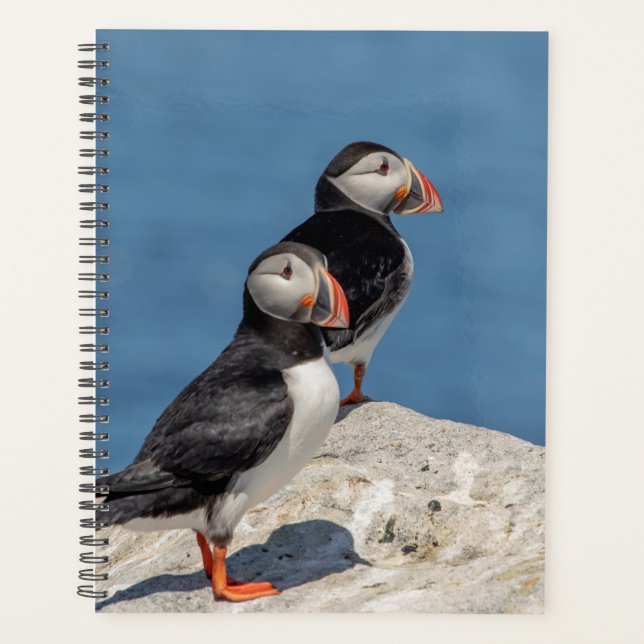 Puffins de l'Atlantique 2024 dans le Maine (Devant)