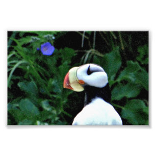 Puffins photo 6x4