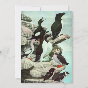 Puffins vintages et oiseaux aquatiques de Louis Fu