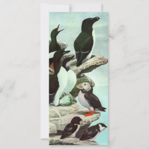 Puffins vintages et oiseaux aquatiques de Louis Fu
