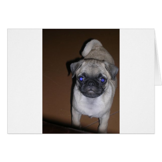 pug complet 5.png (Devant horizontal)