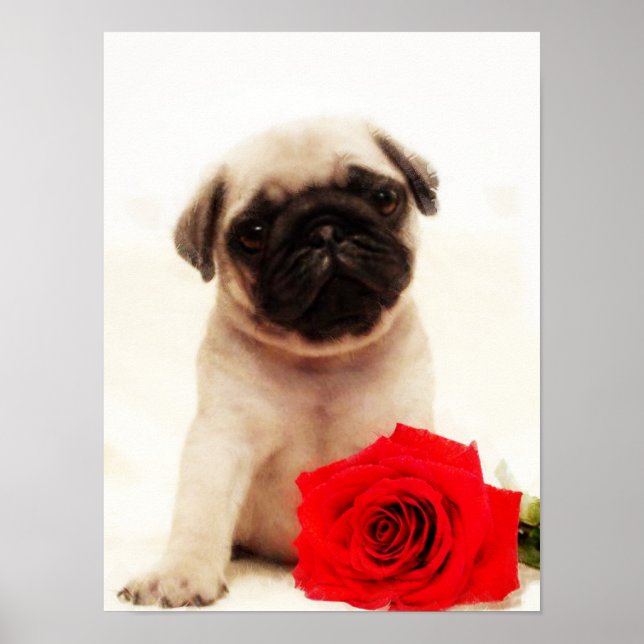 Pug puppy poster (Devant)