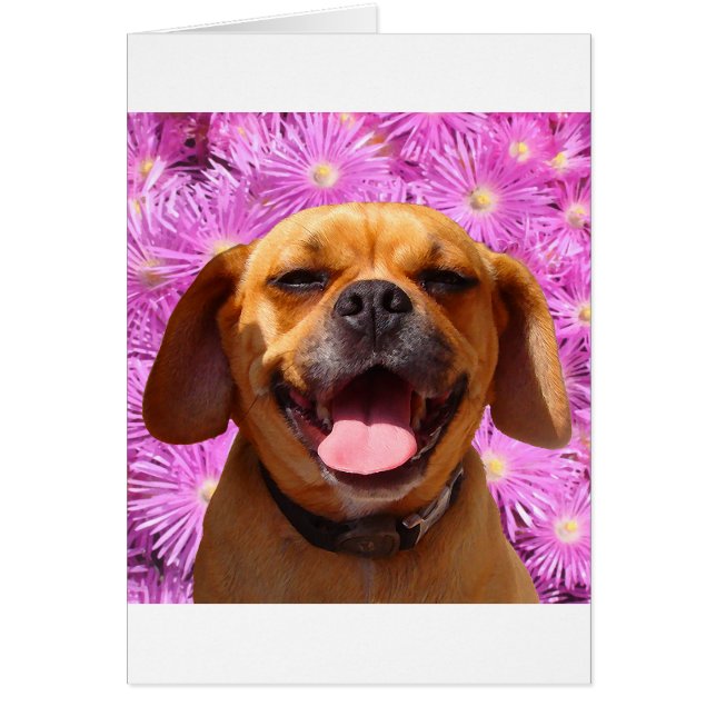 Puggle mignon (Devant)