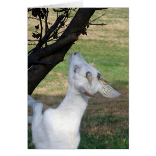 Puis-Je Monter Cet Arbre ?