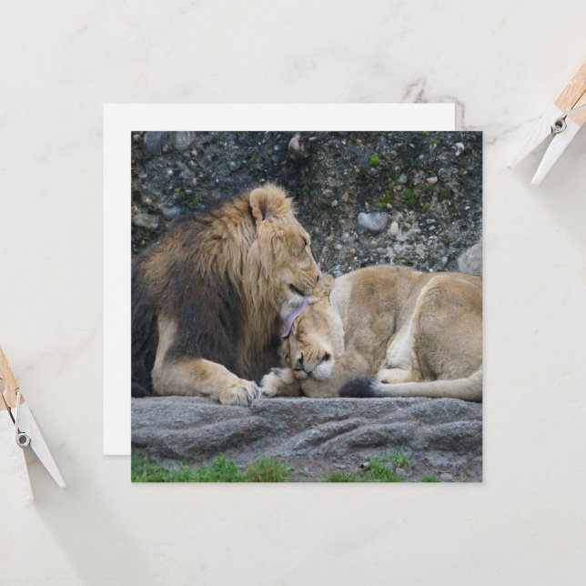 Puissant amour Lion (Devant/Arrière en situation)