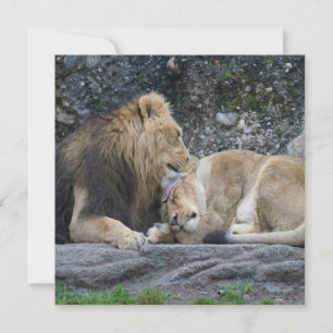 Puissant amour Lion