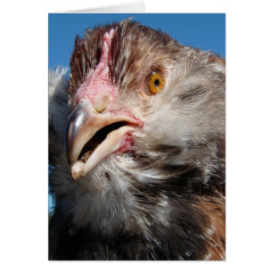 Pullet saumon Faverolle