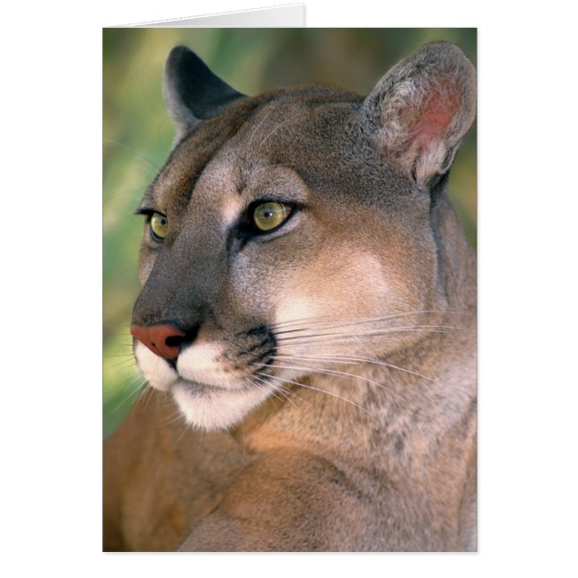 Puma, Californie (Devant)