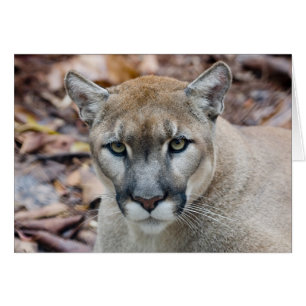 Puma, couguar, lion de montagne, panthère de Flori