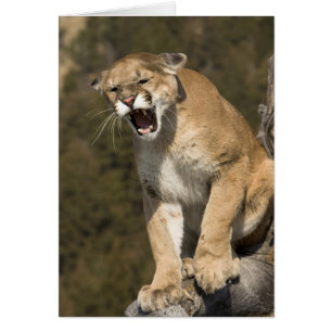 Puma ou lion de montagne, puma concolor, En captiv