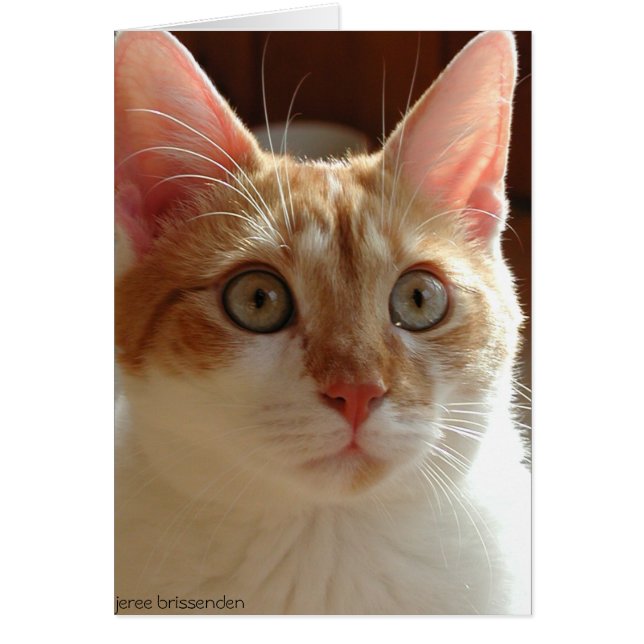 Pumpernickel (Devant)