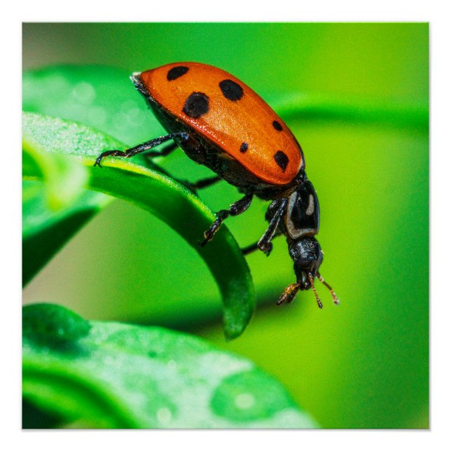 Punaise sur Affiche de Macro Nature sur Feuille (Devant)