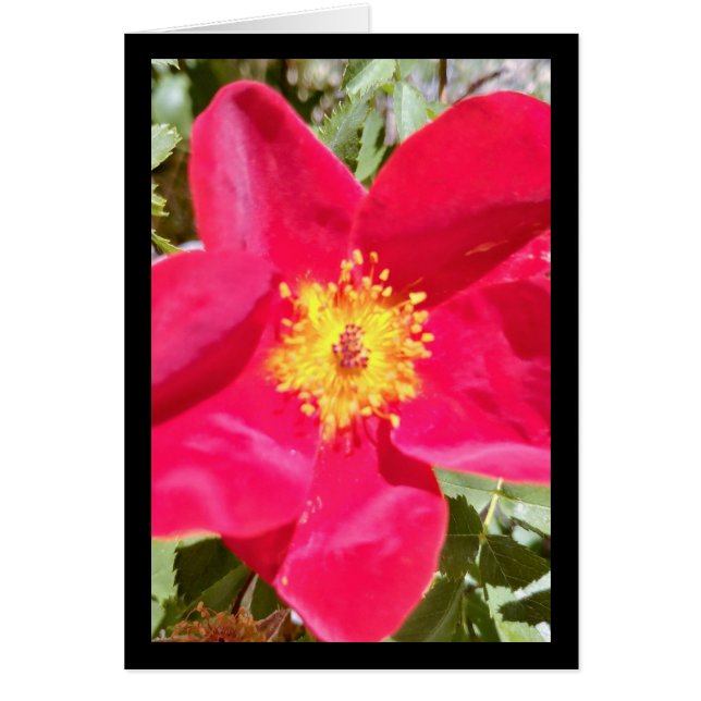 Punch en velours floral - Chanson de Sol. 16:10 Sa (Devant)