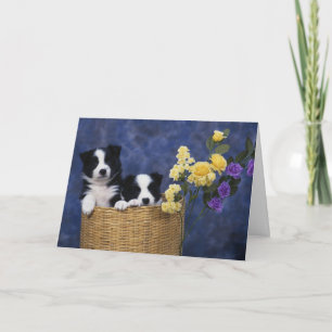 Puppies de la carte