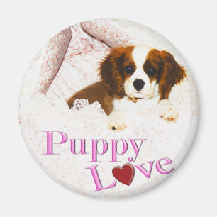 Puppy Love Cavalier King Charles Spaniel Magnet