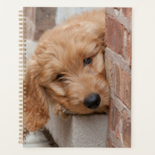 Puppy Peeking Goldendoodle
