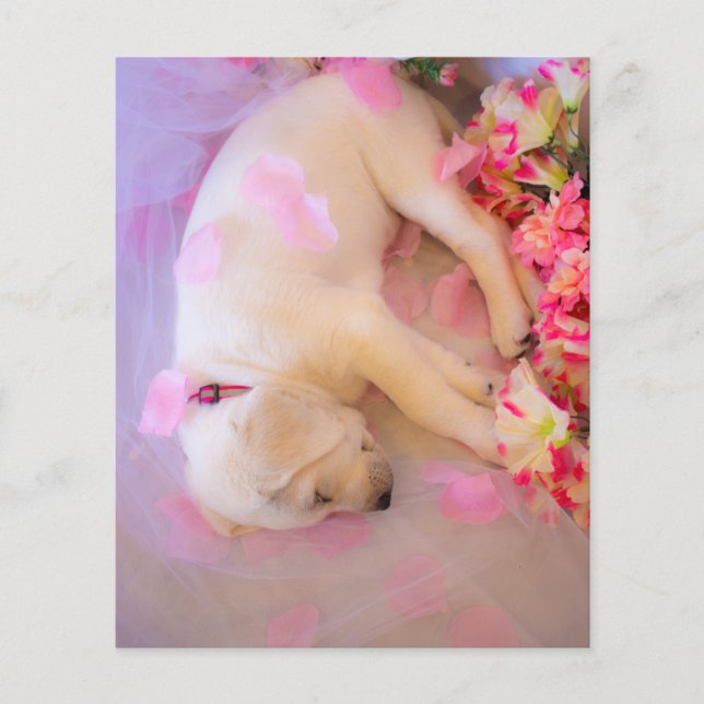 Puppy Sleepy (Devant)