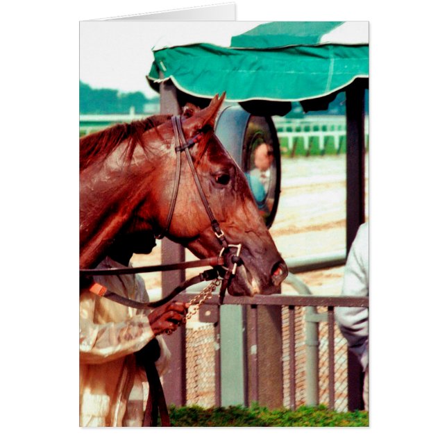 Pur sang 1979 d'Alydar (Devant)