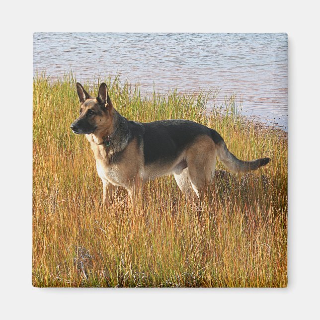 Pure Bred German Shepherd'une photo sur Magnet (Devant)