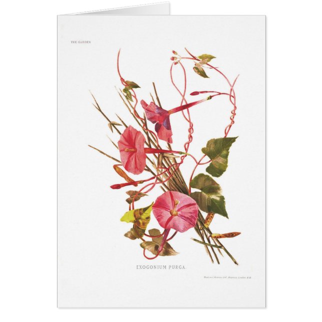 Purga d'Exogonium (purga d'Ipomoea) (Devant)