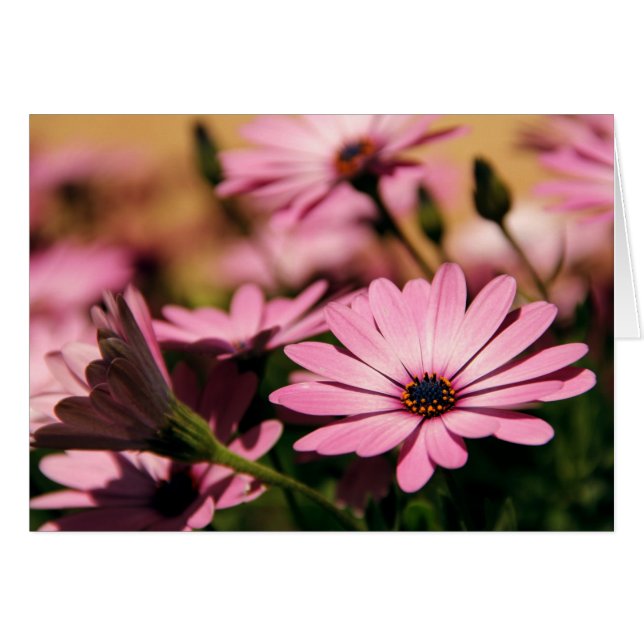 Purple African Daisy (Devant horizontal)