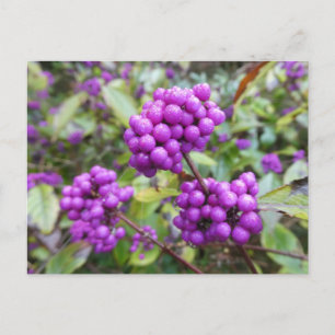 Purple Callicarpa do-it-yourself carte postale
