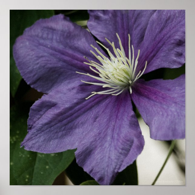 Purple Clematis Impression (Devant)