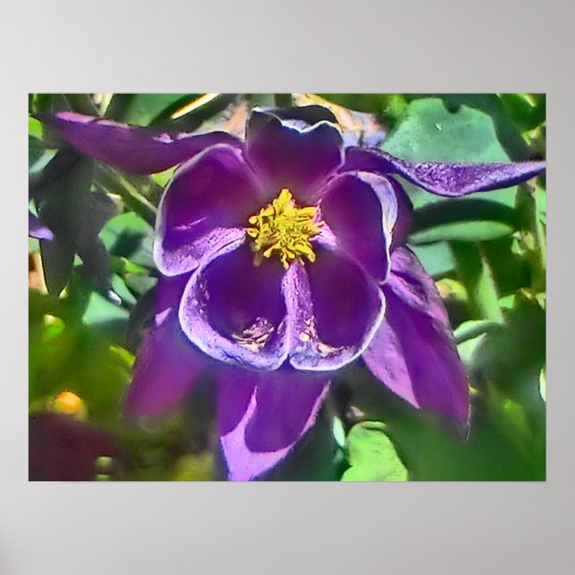 Purple columbine flower poster (Devant)